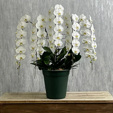 豪華5本立ち白胡蝶蘭