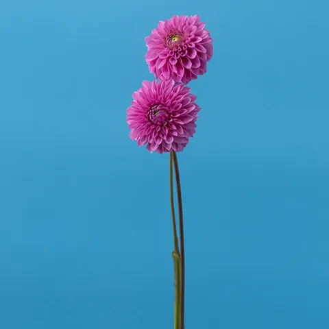 母の日のグリーンチケット（商品名）
