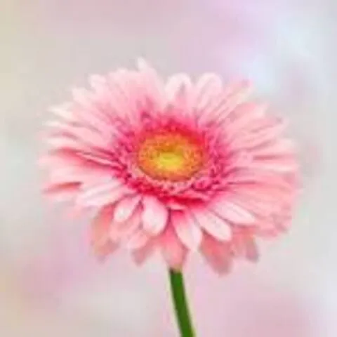 紫ブルー系の花束